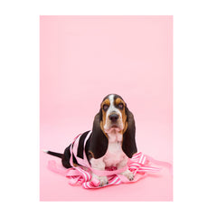 Note Cards- Basset Hound