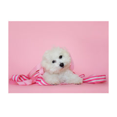 Note Cards- Bichon Frise