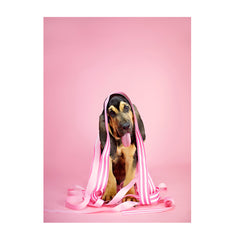 Note Cards- Bloodhound