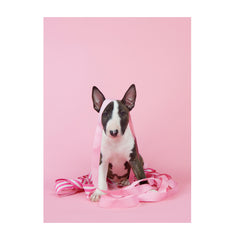 Note Cards- Bull Terrier