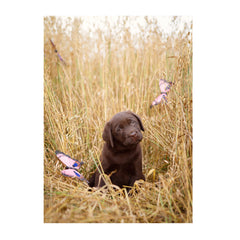 Note Cards- Chasing Butterflies