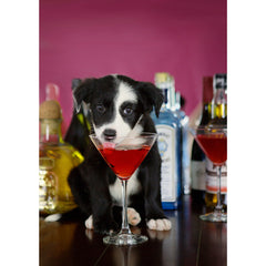 Cheers - Border Collie