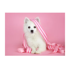 Note Cards- American Eskimo