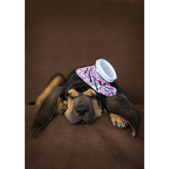 Get Well- Bloodhound