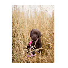 Note Cards- Pink Whistle Hunting Dawg