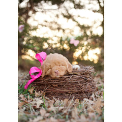 New Baby - Nova Scotia Duck Tolling Retriever