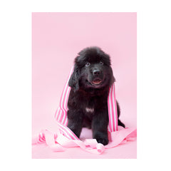 Note Cards- Newfoundland