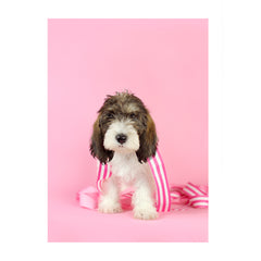 Note Cards- PBGV