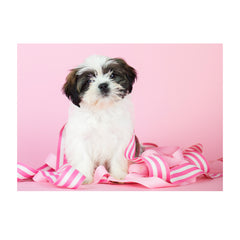 Note Cards- Shih Tzu Mix