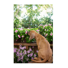 Note Cards- Stop to Smell the Flowers