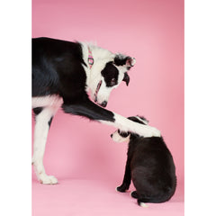 Thank you- Border Collie