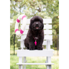 Thank you- Newfoundland