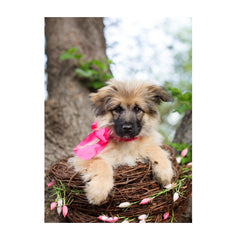 Note Cards- Up in a Tree