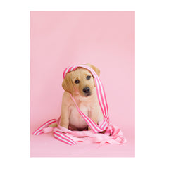 Note Cards- Labradors