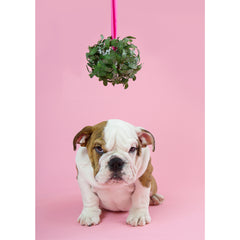 Holiday- Bah Humbug Bulldog