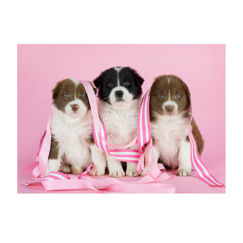 Note Cards- Border Collie Mix Trio