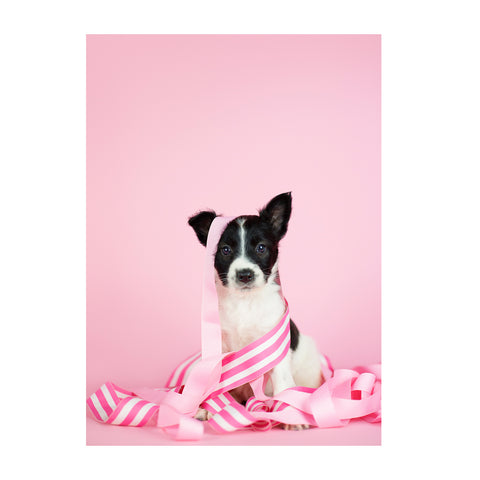 Note Cards- Border Collie Mix