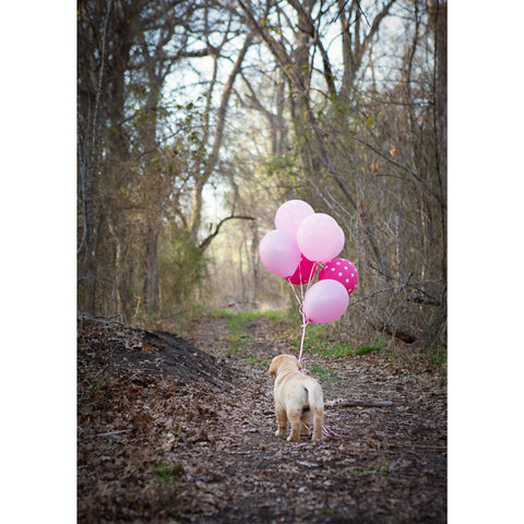 Belated Birthday- Labrador
