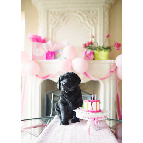 Birthday - Black Labrador