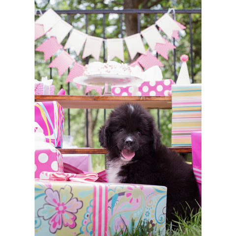 Birthday- Newfoundland