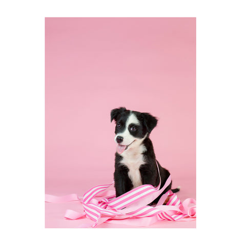 Note Cards- Border Collie