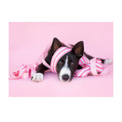 Note Cards- Canaan Dog