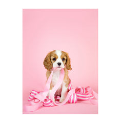 Note Cards- Cavalier King Charles Spaniel