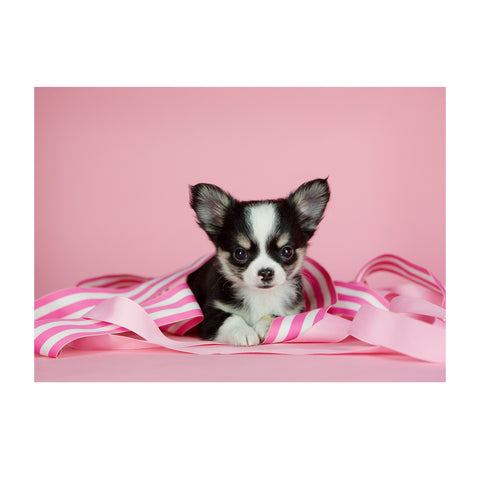 Note Cards- Chihuahua