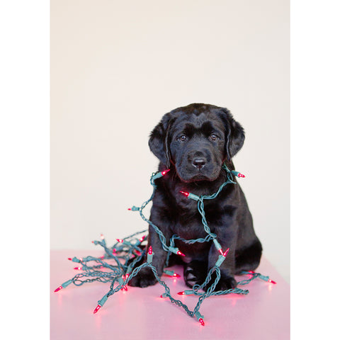 Holiday- Wrapped in Lights Labrador