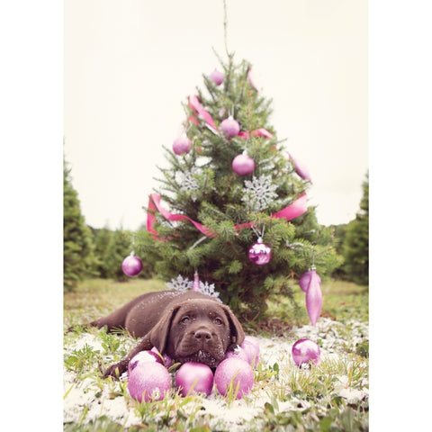 Holiday- Chocolate Labrador