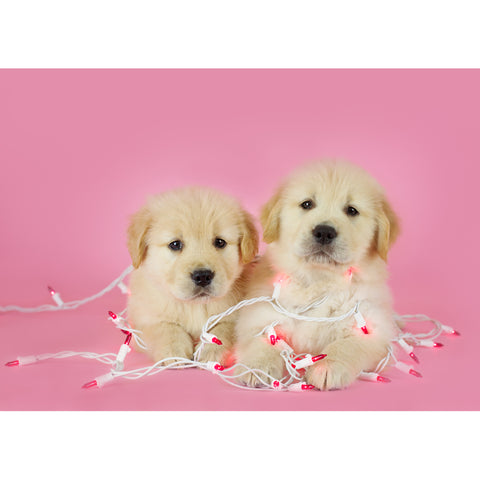 Holiday- Goldens Wrapped in Lights