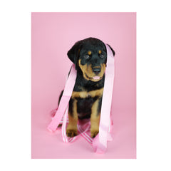 Note Cards- Rottweiler