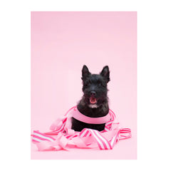 Note Cards- Scottish Terrier