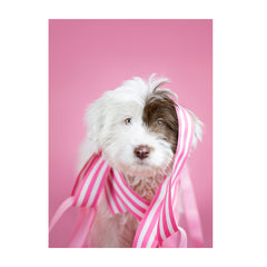 Note Cards- Sheepdog Mix