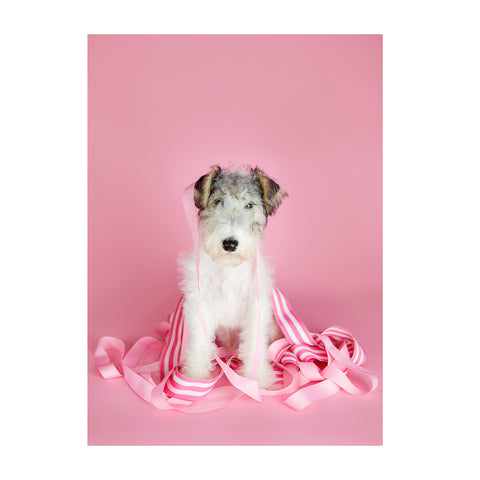 Note Cards- Wire Fox Terrier